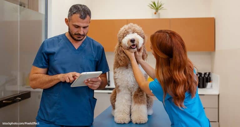 What Veterinarians Think About AI