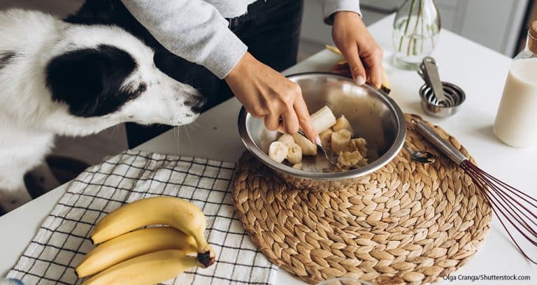 Most Homemade Dog Food Fails to Meet Nutritional Standards