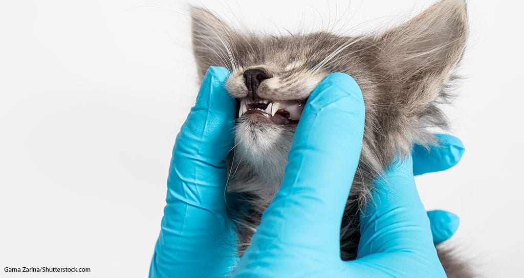 New Guidelines Urge Team Approach to Feline Dental Health - Featured Image