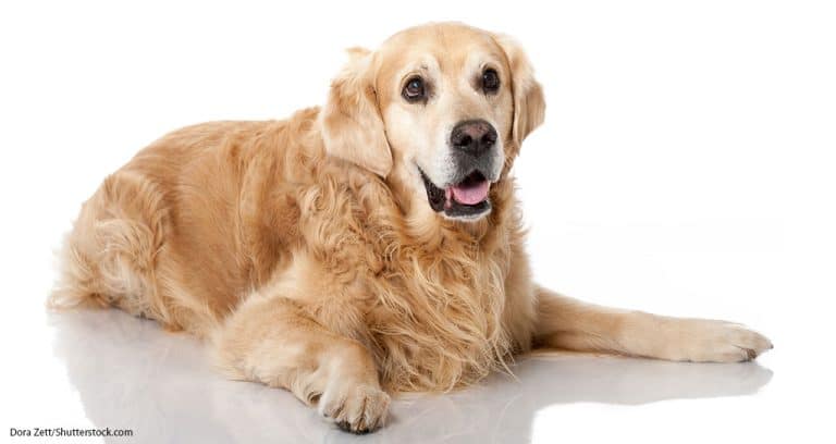 New Guidelines Clarify Canine Cognitive Dysfunction