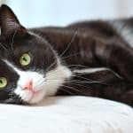 pet oncology
