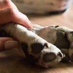 pet care