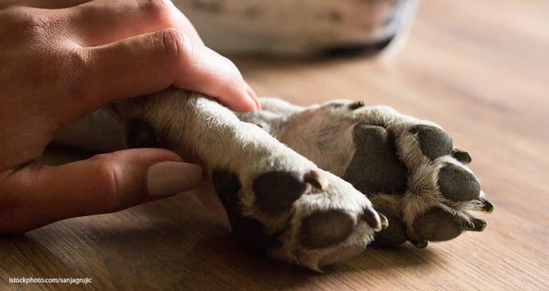 Consumer Strain Reshapes Pet Care