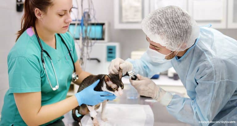 How to Empower and Retain Vet Techs
