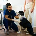 A male veterinary professional crouching on the floor with a black and white dog.