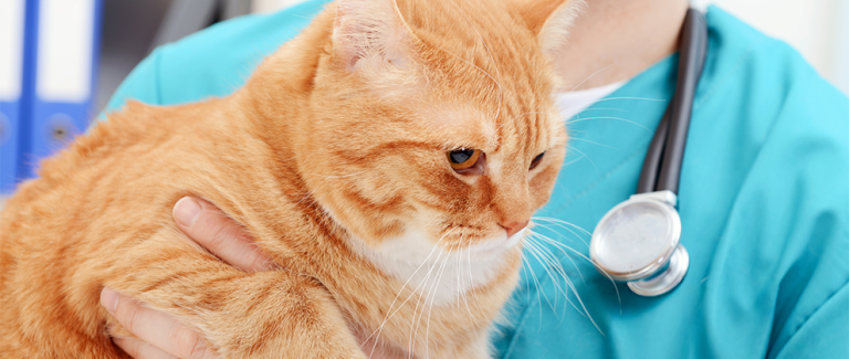 Words Matter When Diagnosing Clinical Obesity in Pets