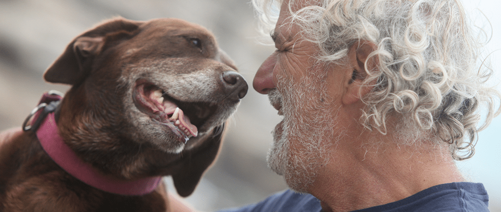 How Veterinary Practices Can Prepare for an Aging Pet Population - Featured Image