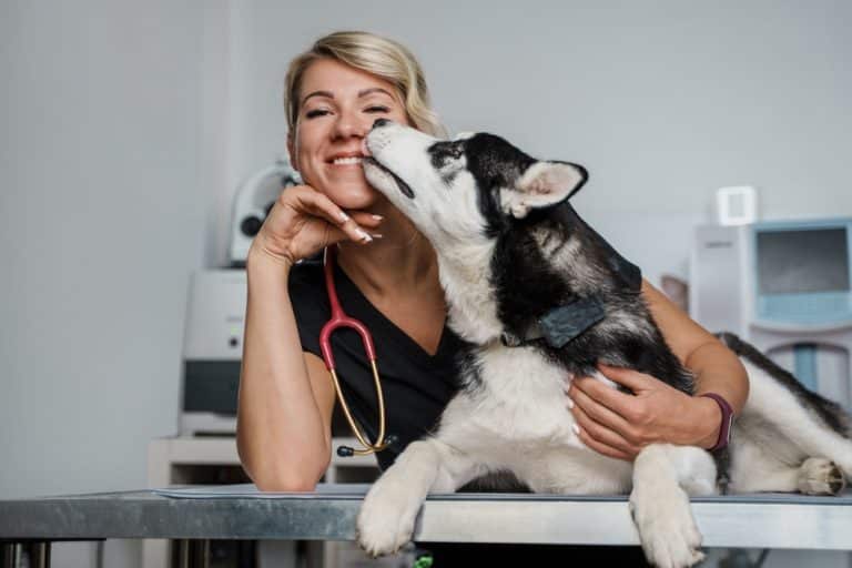 US Veterinary Industry Grows Amid Rising Challenges