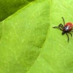 Red and black tick on green leaf