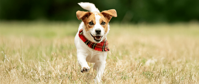 Vetnique’s YuMOVE Max Vet Strength Delivers Clinically Significant Mobility Benefits in as Little as Six Weeks