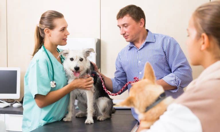 Fear Free Certified Veterinary Practices Report Fewer Injuries