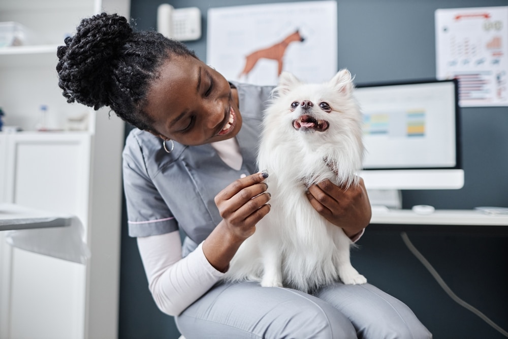 Why the Future of Veterinary Medicine Depends on Its People - Featured Image