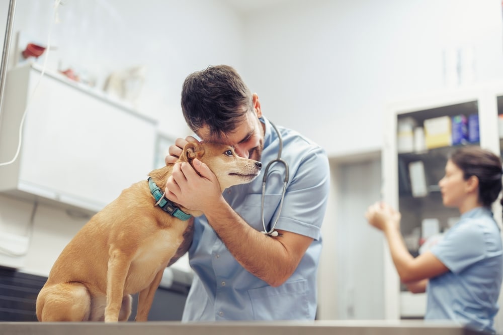 New Credentialed Veterinary Technician Association Launches - Featured Image