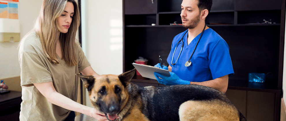 3 Ways Veterinarians Can Stay Present Without Burning Out - Featured Image