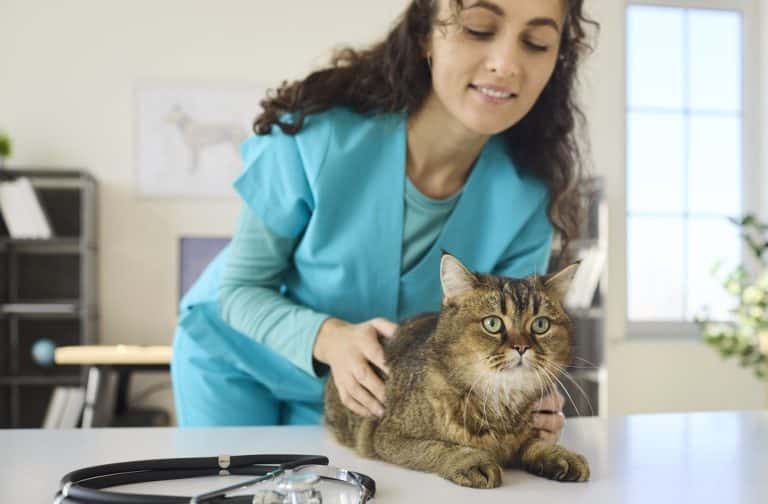 FelineVMA Launches Heart Health Certificate Program