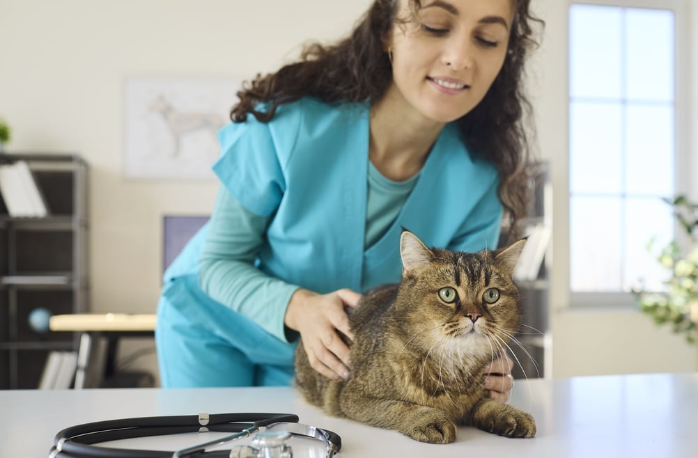 FelineVMA Launches Heart Health Certificate Program - Featured Image
