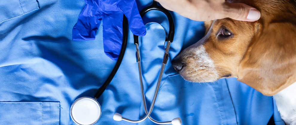 How Serving as a Veterinarian of Record Can Benefit Your Practice - Featured Image