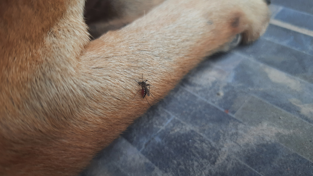 Pet Owners Underestimate Heartworm Risk - Featured Image