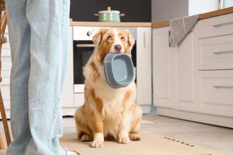 Nutrition Resource Helps Veterinarians Choose Therapeutic Diets