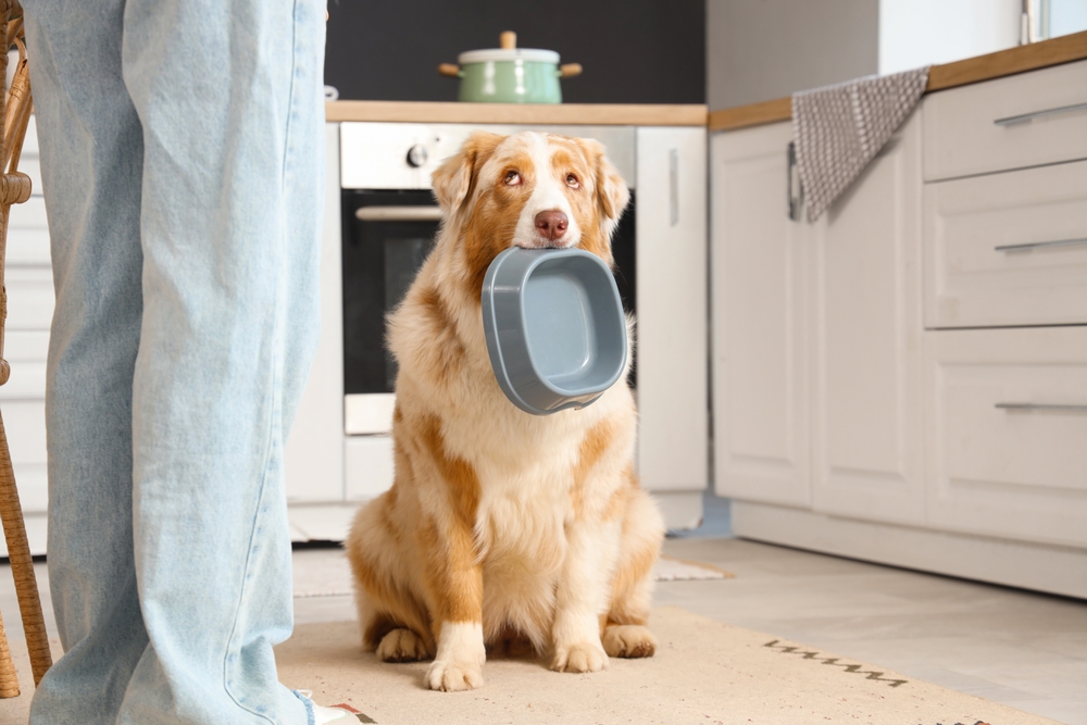 Nutrition Resource Helps Veterinarians Choose Therapeutic Diets - Featured Image