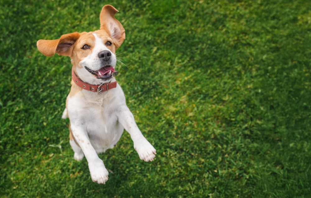 The Collective Quest for the Forever Dog - Featured Image