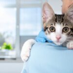 a veterinarian holds a cat in the exam room