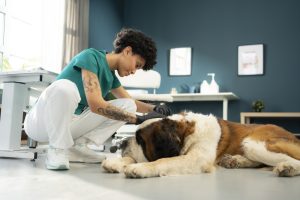 female veterinary technician kneels down to examine a large dog