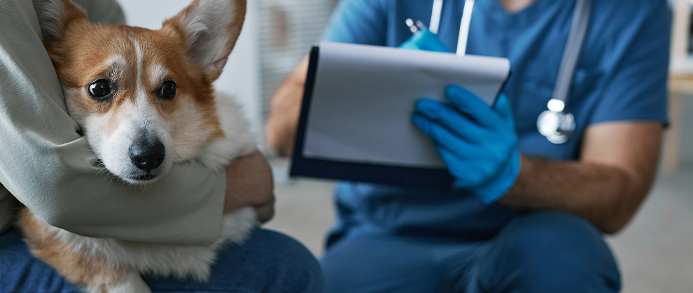 The Veterinary Preventive Care Pricing Paradox - Featured Image