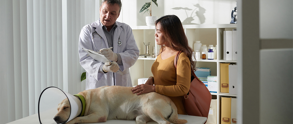 Veterinary Care That’s Worth Every Penny - Featured Image