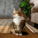 a brown and white cat sits next to a couch