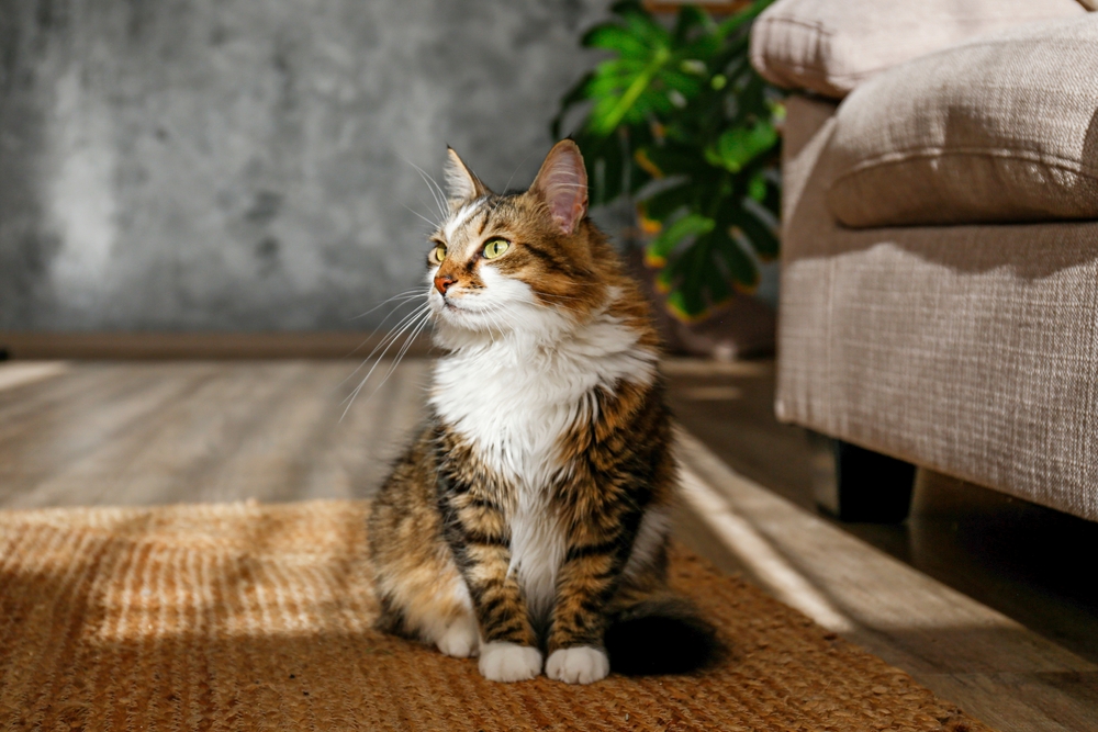 iCatCare Launches Feline Behavior Course - Featured Image
