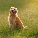 A golden retriever sits in a grassy field
