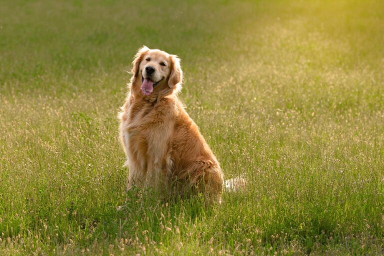 Dechra Launches Oral Canine Lymphoma Treatment