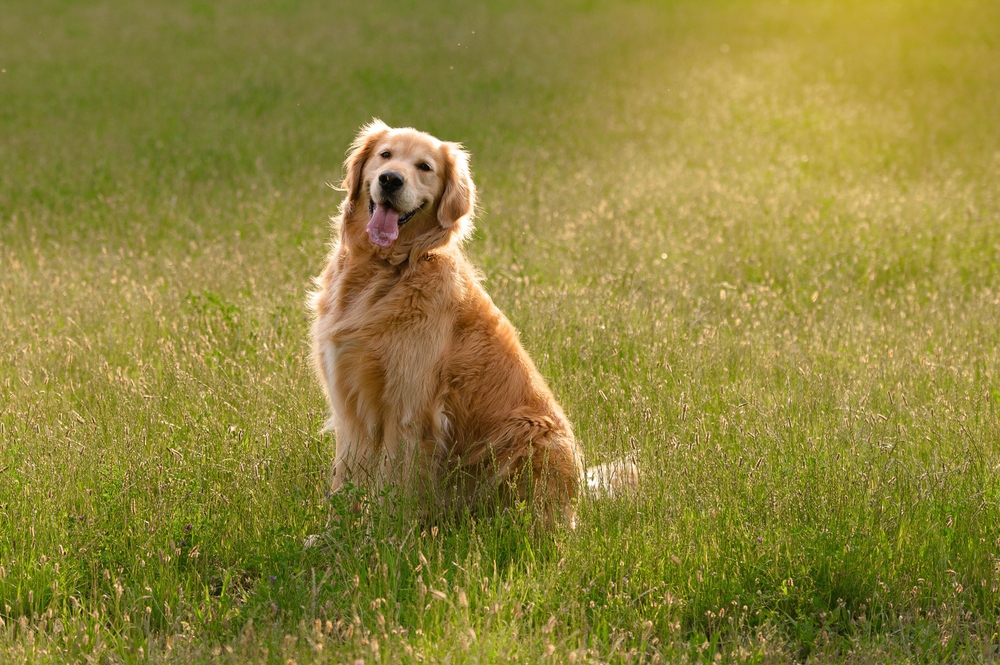 Dechra Launches Oral Canine Lymphoma Treatment - Featured Image