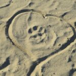 a heart and paw print in the sand