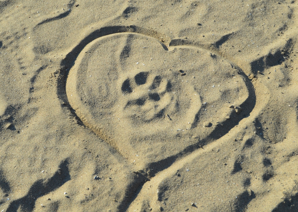 Jasper Launches Online Pet Memorial Space - Featured Image