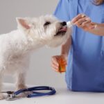 a veterinarian gives a dog medication