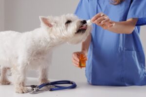 a veterinarian gives a dog medication