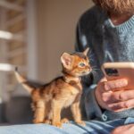 pet owner on a smartphone with a kitten looking at him