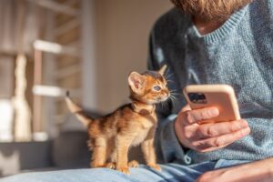 pet owner on a smartphone with a kitten looking at him