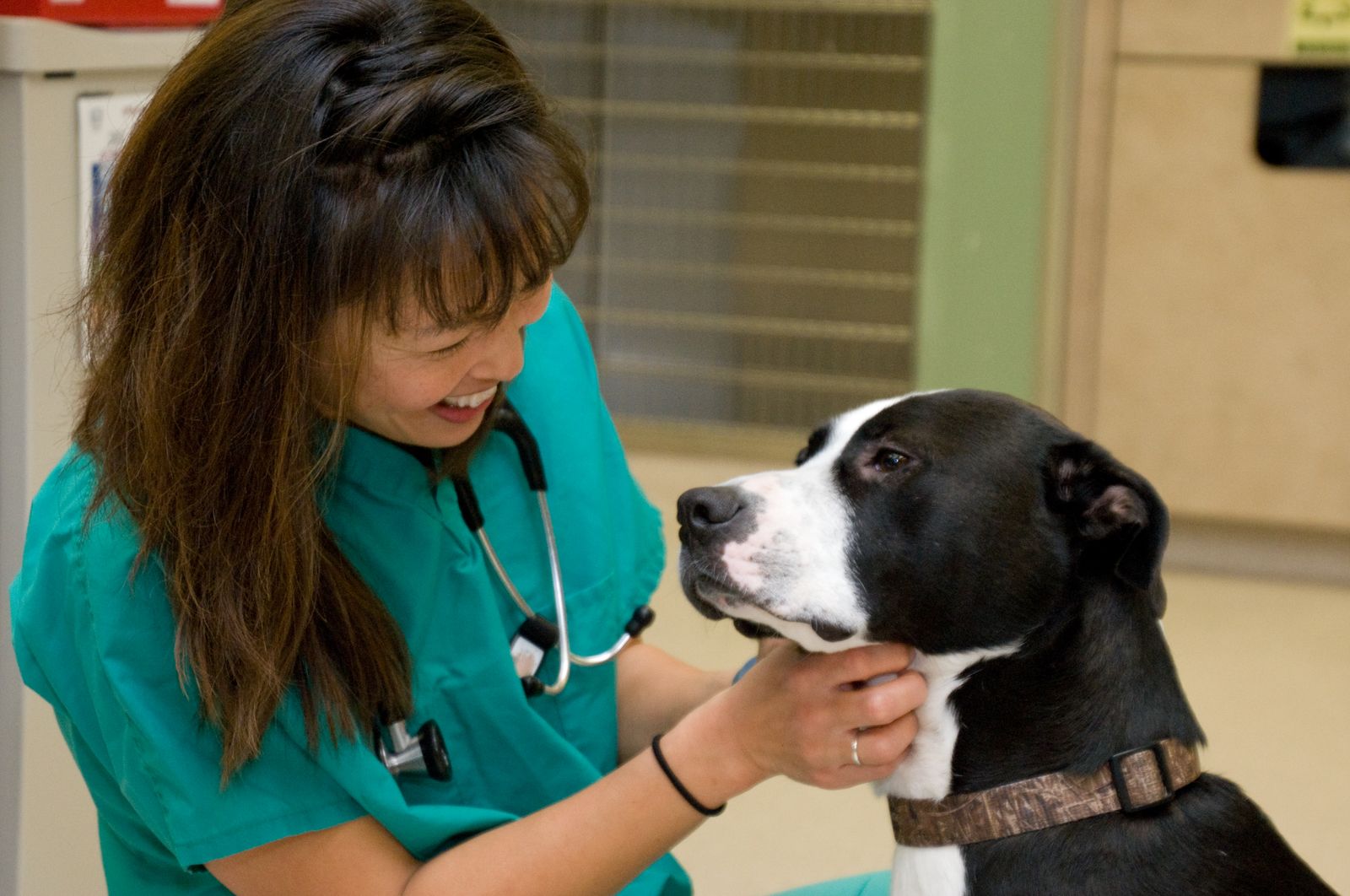 From VETgirl to Family Woman: Getting to Know Dr. Justine Lee - Featured Image