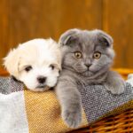 A puppy and kitten in a basket