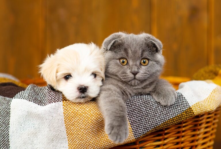 Vetsource Data: Senior Pet Boom is Unlikely