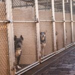 dogs in a shelter