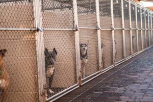 dogs in a shelter