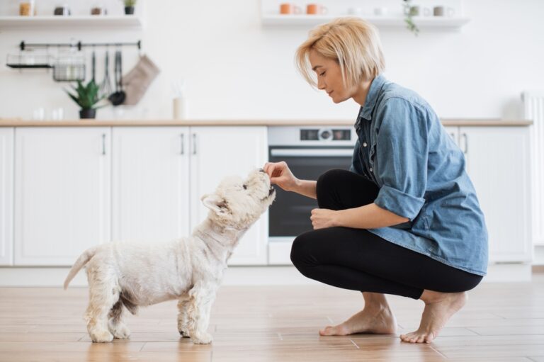 Positive Trial Results Reported for Canine IBD Biologic