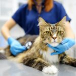 cat with a veterinarian