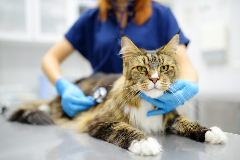 Cat Visits Up for the 12th Straight Quarter