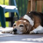 an old beagle lying on the patio