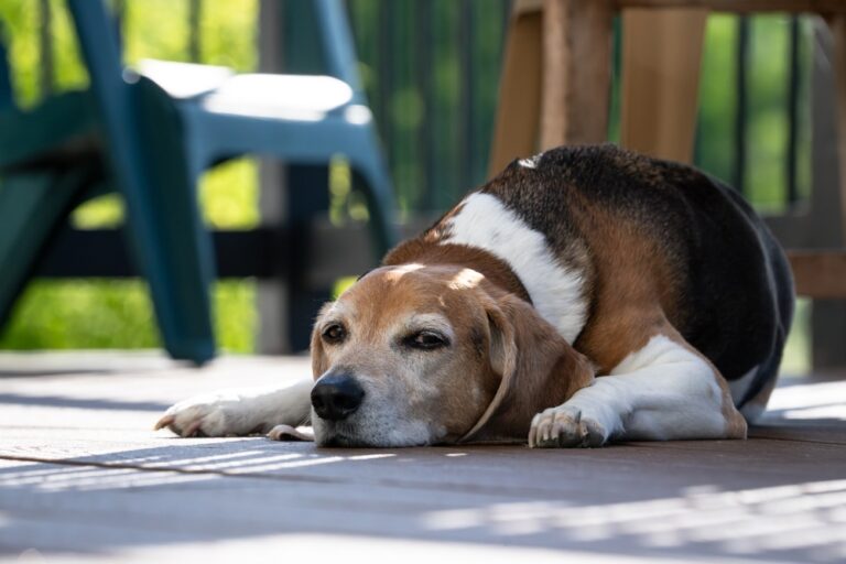 9-Year Study Shows Bioactive Reverses Aging Markers in Dogs